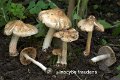 Inocybe pyriodora-amf1010
